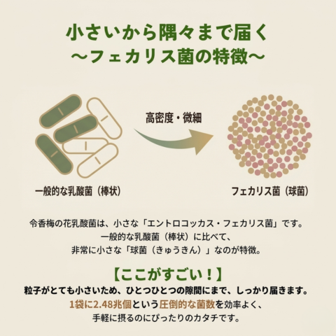 一般的な乳酸菌より小さな「フェカリス菌」とは?
粒子が微細で高密度だから隅々まで届き、1袋に2.48兆個という圧倒的な菌数を効率よく摂取できることがリチェストの特徴。